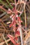 Coastal plain balm